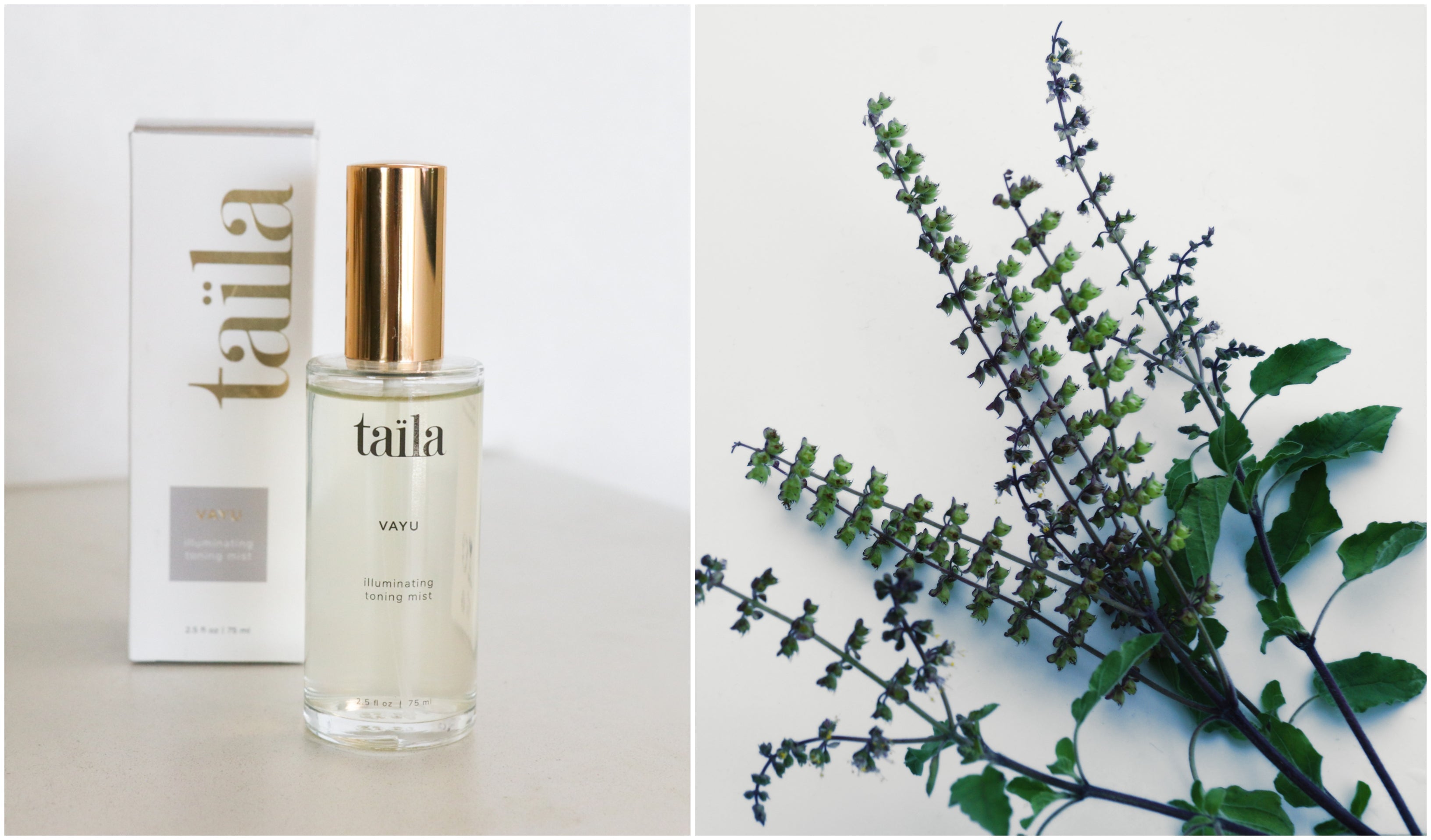 Discover Tulsi: The Ancient Ayurvedic Herb Revolutionizing Modern Skincare -Taïla Skincare