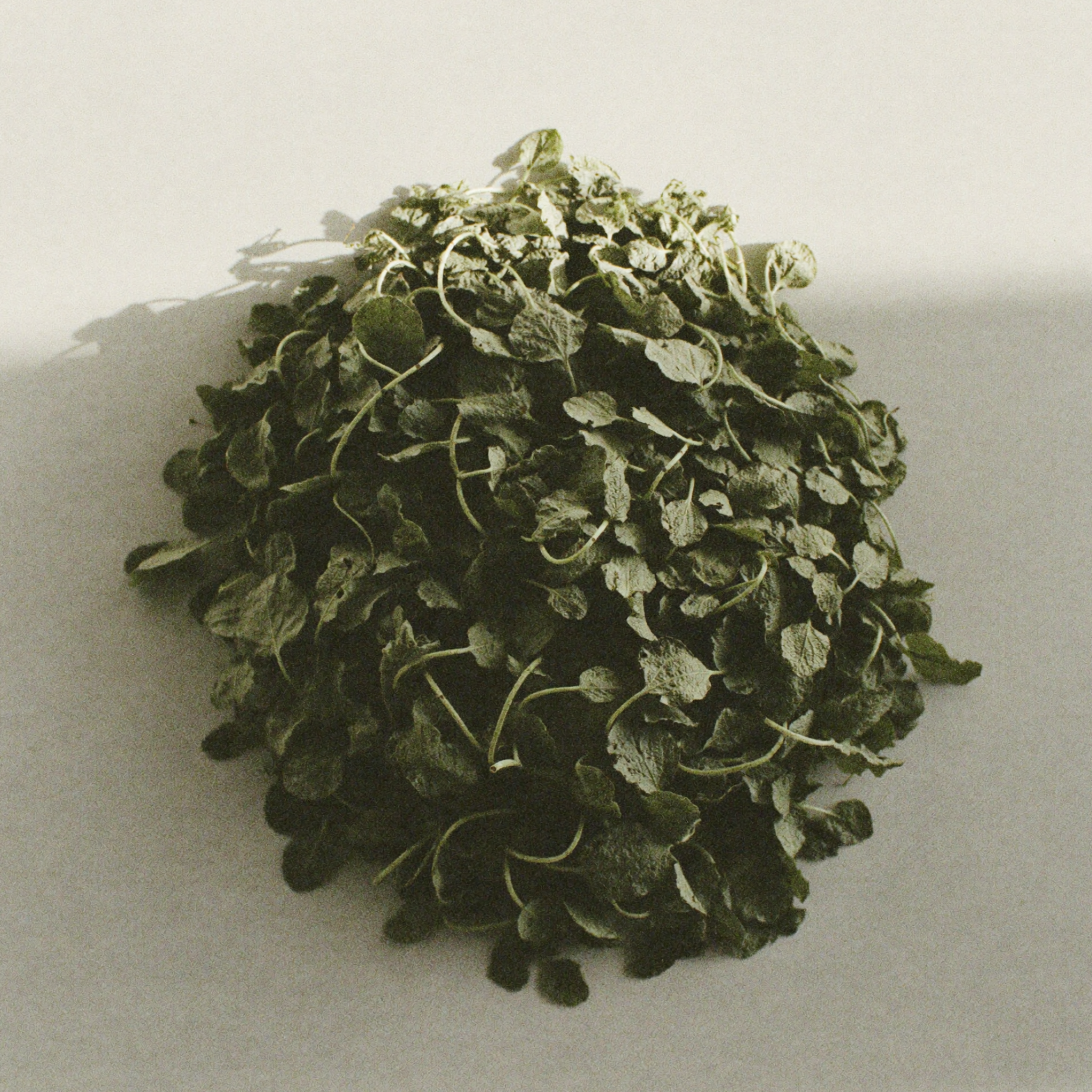Fresh brahmi leaves, an Ayurvedic botanical ingredient known for supporting collagen production and improving skin resilience.