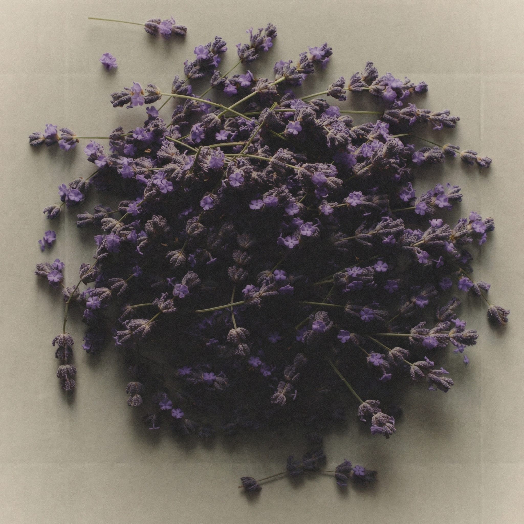 Fresh lavender flowers, a calming botanical skincare ingredient used to soothe the skin and support a balanced complexion.