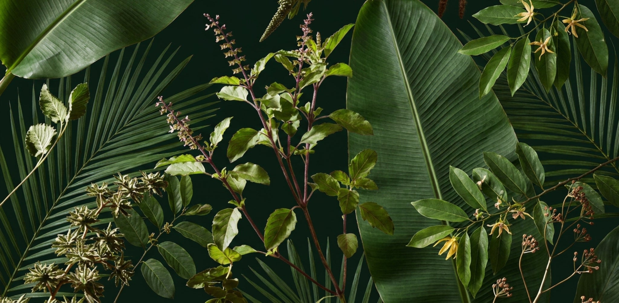 A dense, vibrant tropical jungle landscape in Kerala, India, representing the pristine forest origins, living plant intelligence and ancestral botanical medicine used in taïla skincare preparations.