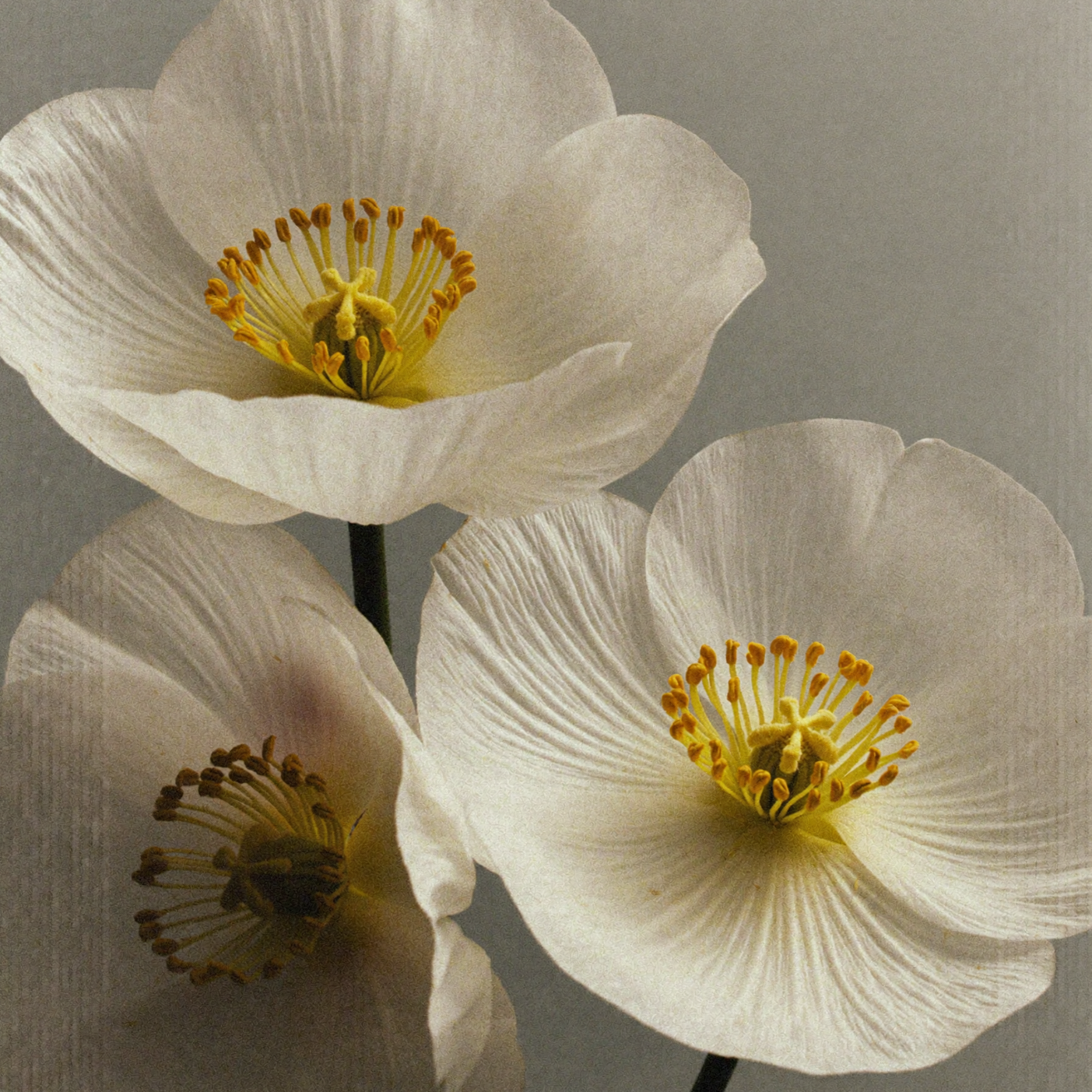 Meadowfoam seeds, a nutrient-rich botanical ingredient used in skincare to support long-lasting hydration and strengthen the skin barrier.