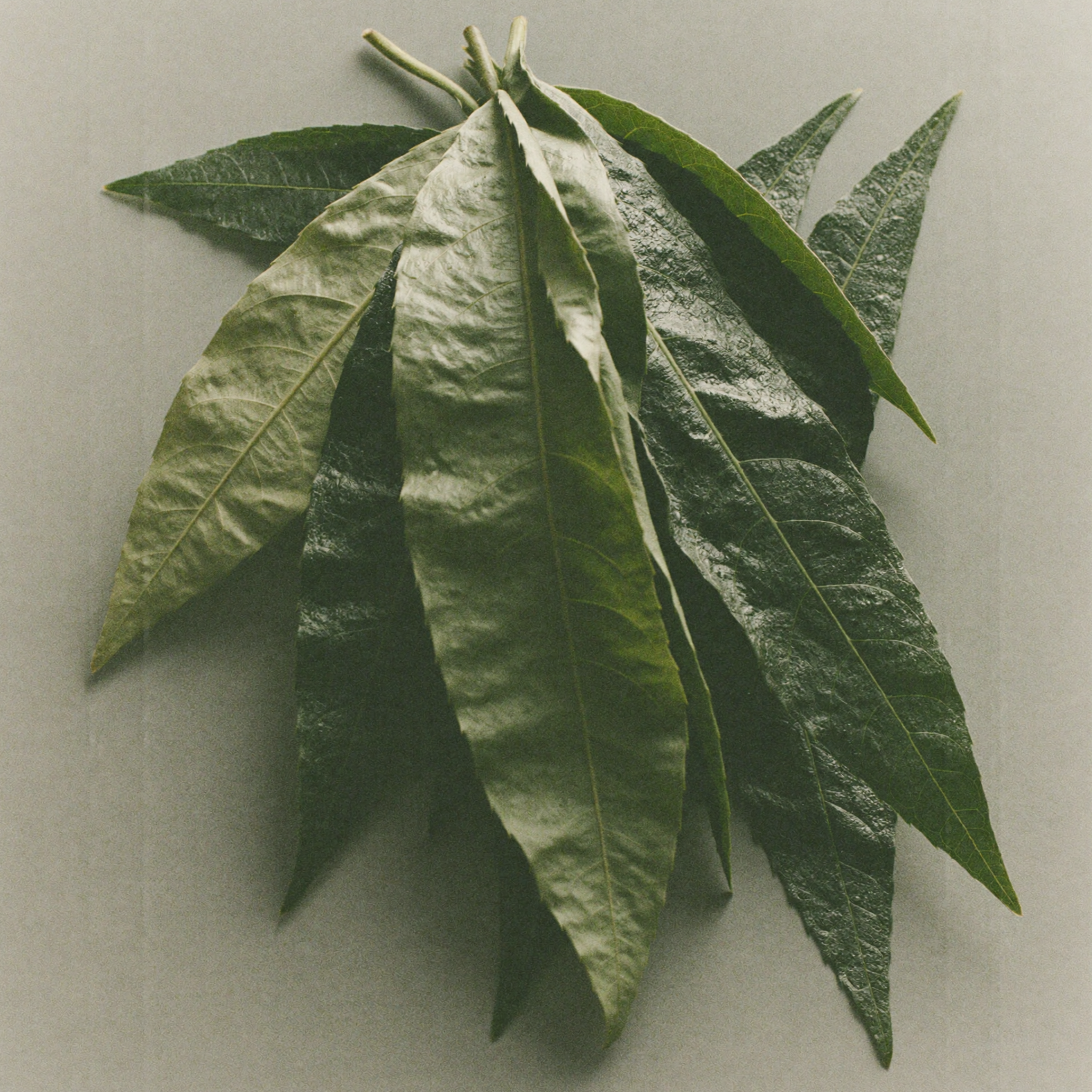 Fresh neem leaves, an Ayurvedic skincare ingredient known for helping purify pores, support skin clarity, and balance oily or blemish-prone skin.