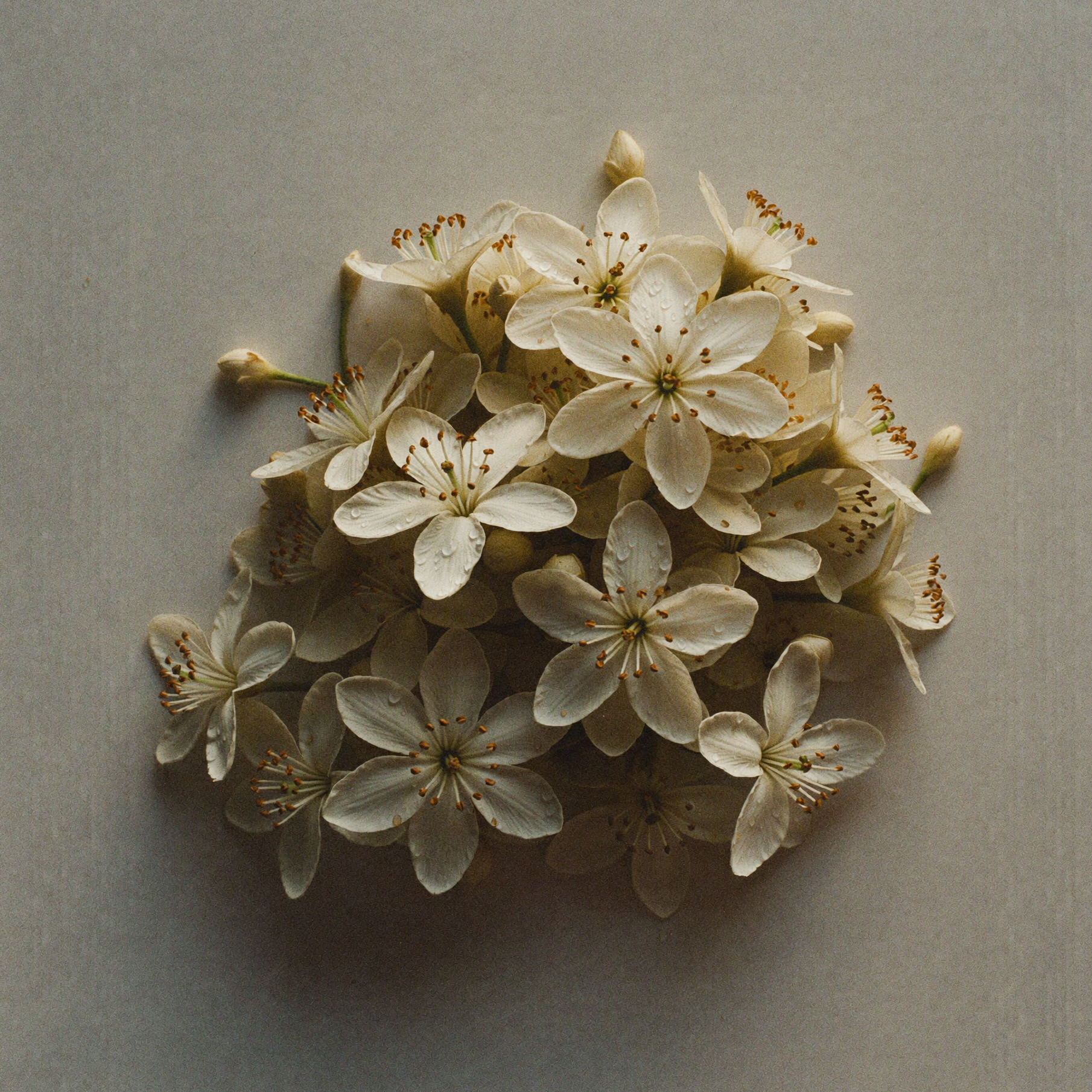 Fresh neroli blossoms from the bitter orange tree, a botanical skincare ingredient known for supporting skin elasticity, radiance, and a youthful-looking complexion.