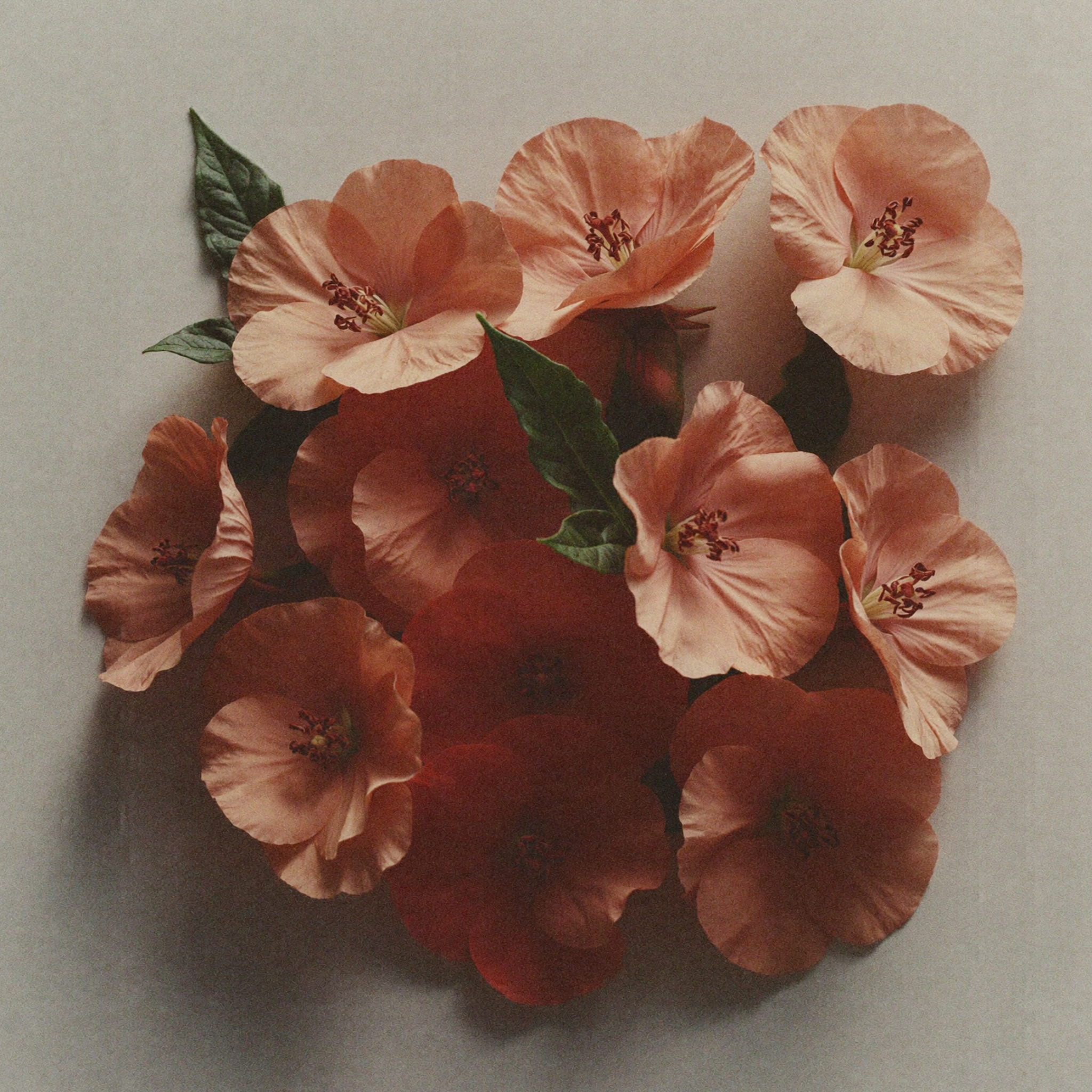 Rose geranium flowers, a botanical skincare ingredient used to balance the skin, soothe irritation, and promote a healthy-looking glow.