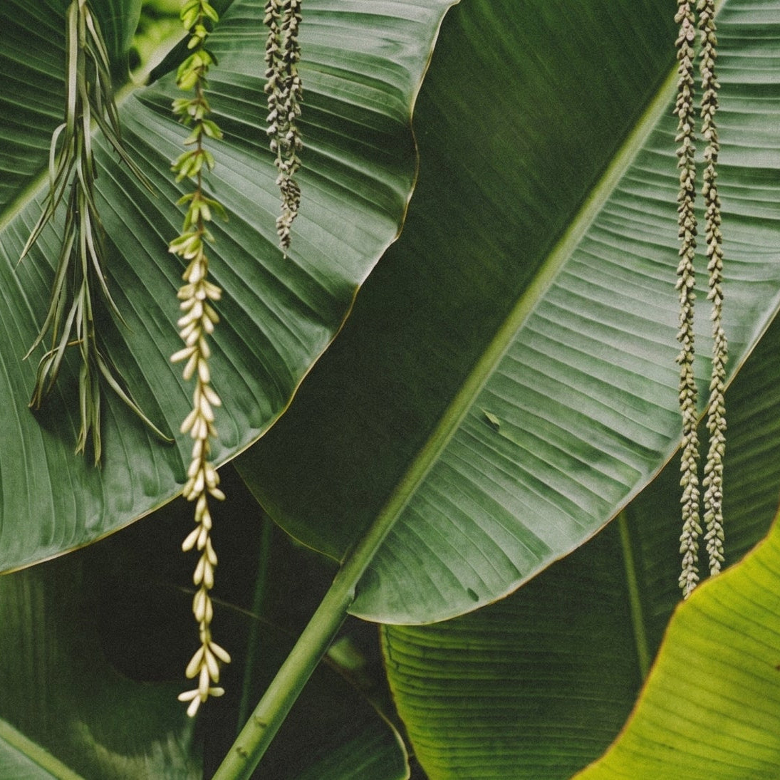 A lush background of rich, vibrant tropical leaves, capturing the essence of ancestral plant medicine and botanical intelligence for the taïla philosophy.
