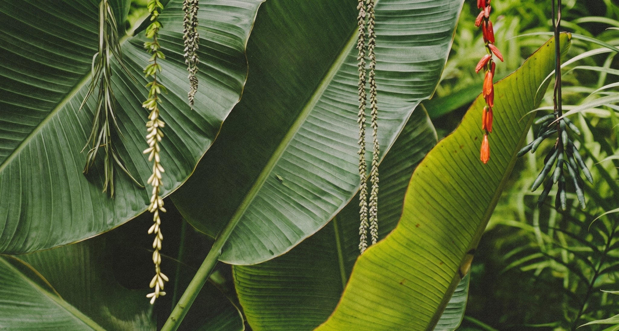 A lush background of rich, vibrant tropical leaves, capturing the essence of ancestral plant medicine and botanical intelligence for the taïla philosophy.