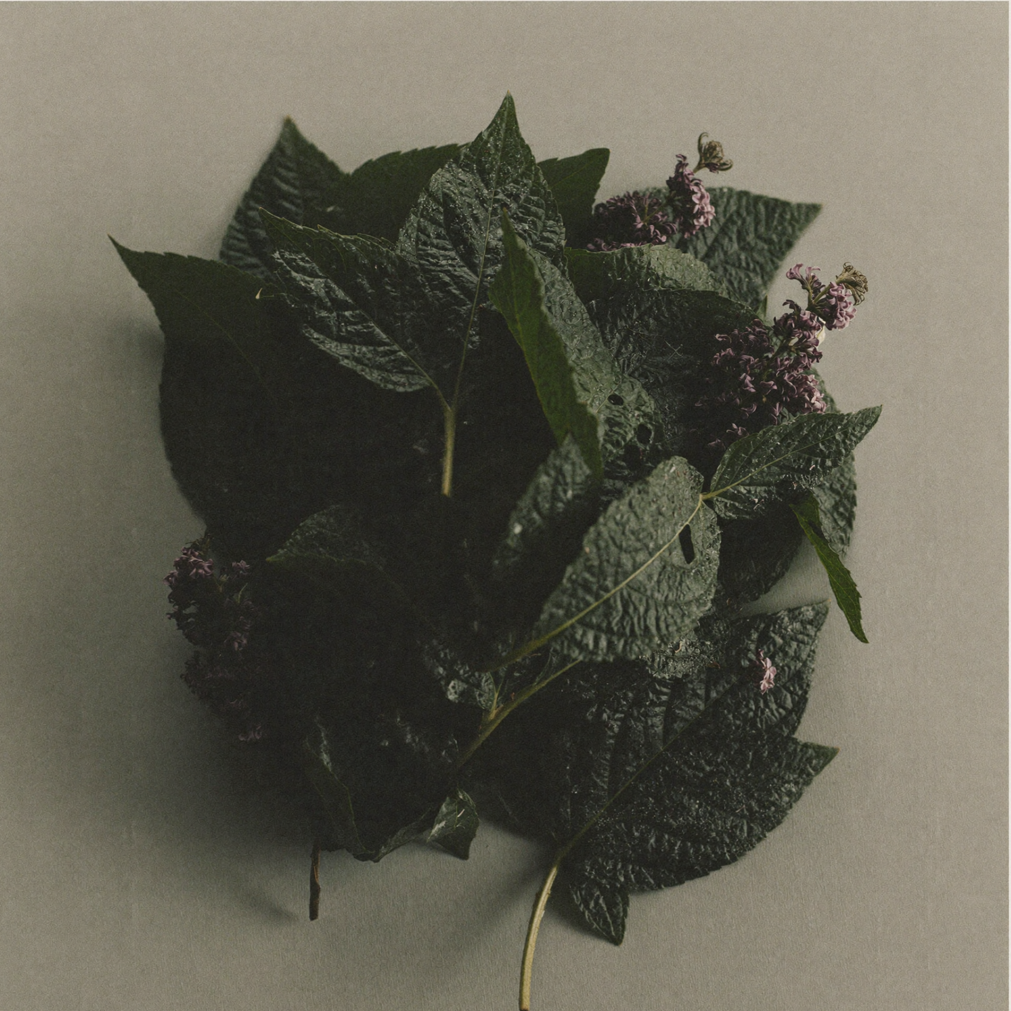Fresh tulsi leaves, an Ayurvedic skincare ingredient known for helping soothe inflammation, purify pores, and support balanced skin.