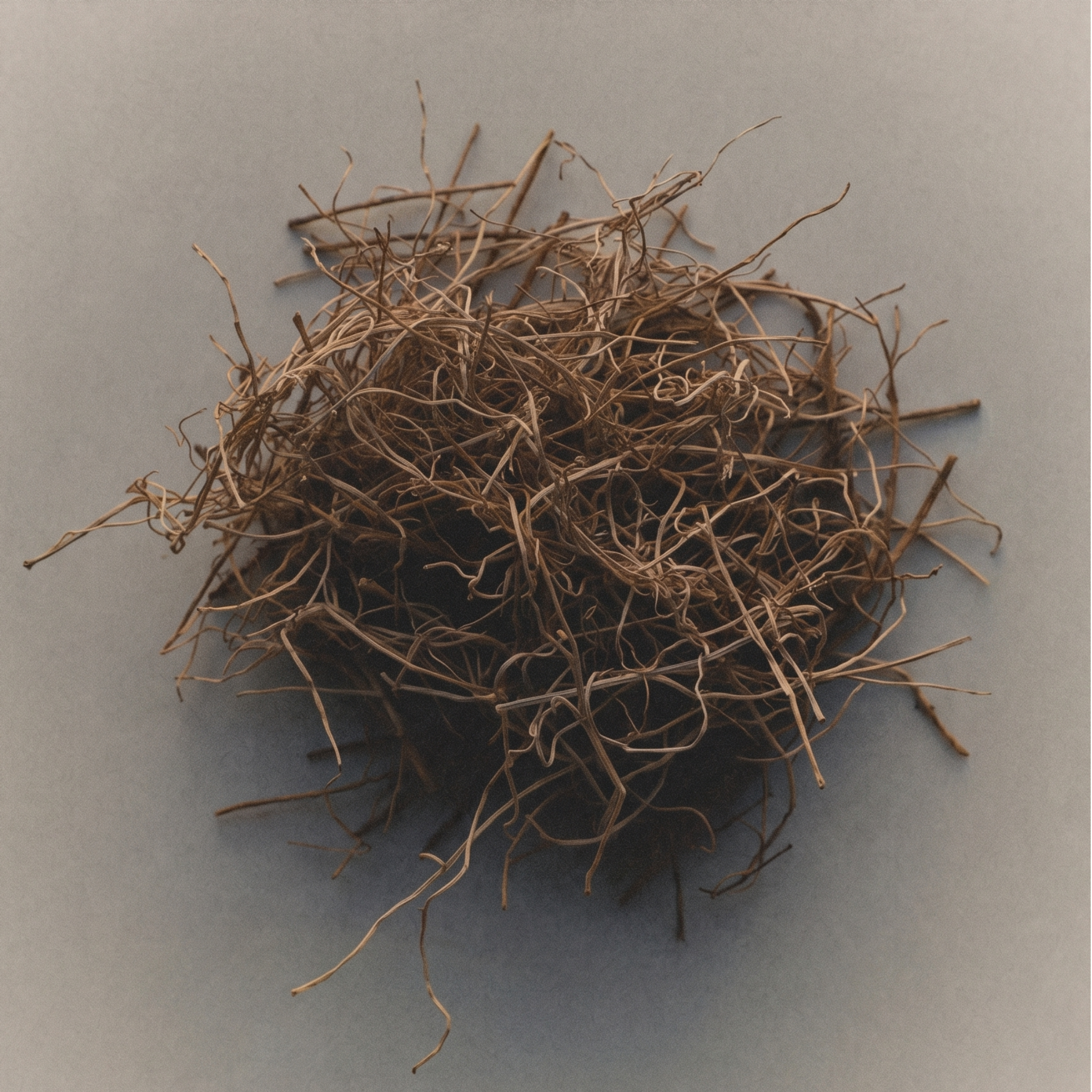 Vetiver roots, an Ayurvedic botanical ingredient used in skincare to soothe the skin, support hydration, and promote a balanced complexion.