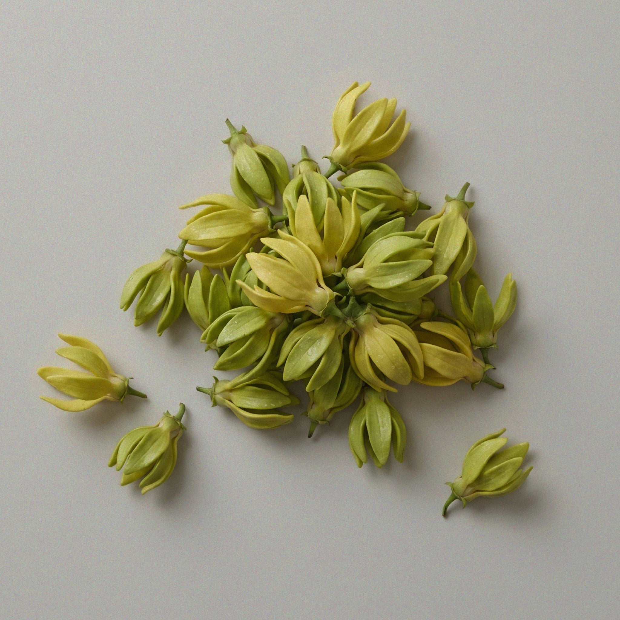 Fresh ylang ylang flowers, a botanical skincare ingredient known for helping balance the skin and support a healthy, radiant-looking glow.